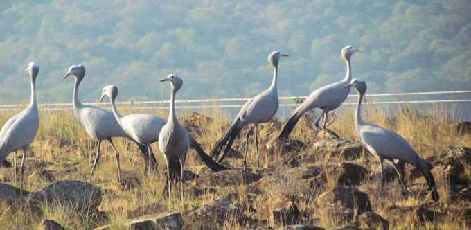 cranes